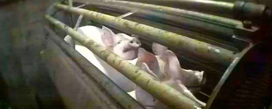 Pigs in CO2 gas chamber